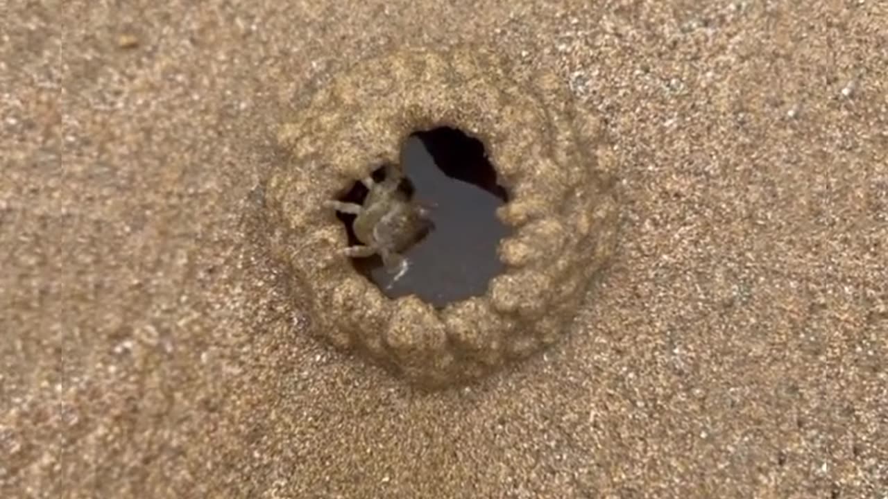 This crab is cool, it makes a nest very neatly #shorts #viral