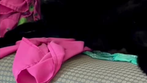 Cute Precious Piper Looks Very Regal - My Adopted Shelter Cat Vlog #shorts