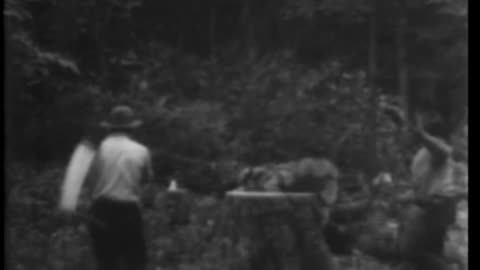 SELECTIVE LOGGING - SELECTIVE LOGGING - 33-372