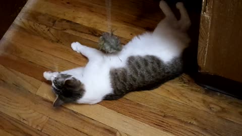 Cat jumps for the toy, oh what a joy