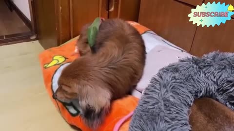 Funny Animals Part-12