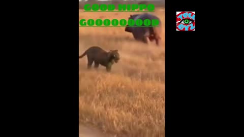 GOOD HIPPO. GOOOOOOOOOOOOD.
