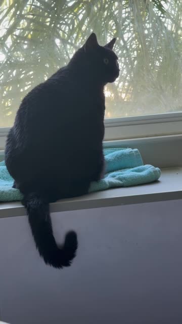 Cute Precious Piper is Happy in Her Spa -My Adopted Shelter Cat Vlog #shorts