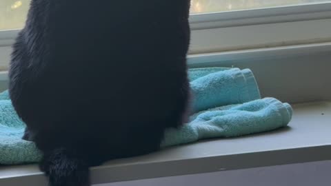 Cute Precious Piper is Happy in Her Spa -My Adopted Shelter Cat Vlog #shorts