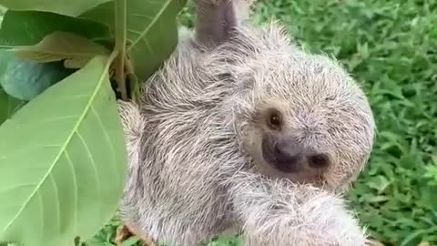 Baby Sloth