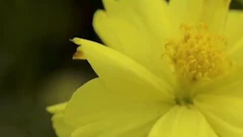 recebendo do youtube 1