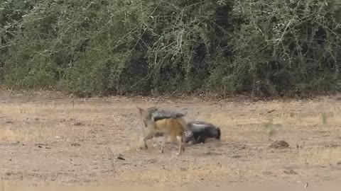 Jingle vs. Nature: The Animal Attack Chronicles! 🐛🐍