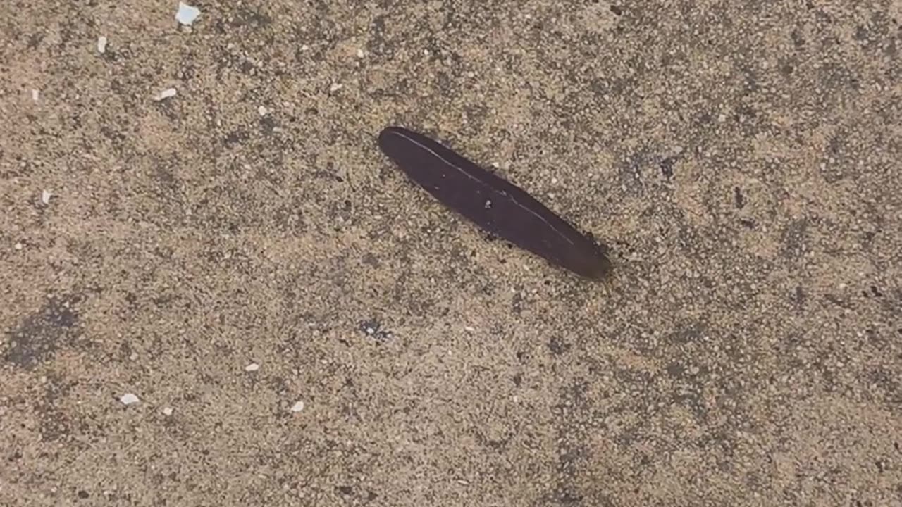 🤯✨ Discover This Unusual Insect! | FeedMyCuriosity