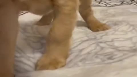 Comedy for bark-lovers — goofy dogs, bigger laughs.
