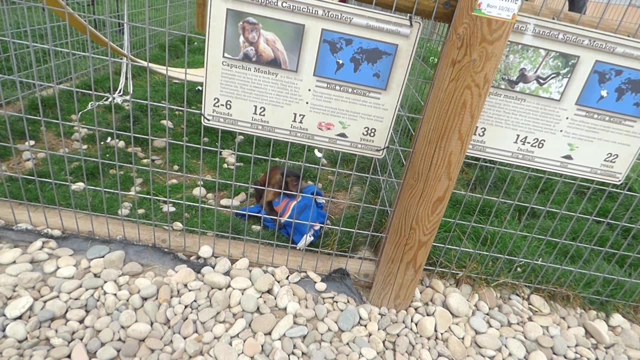 Minnie and her Bronco blankie