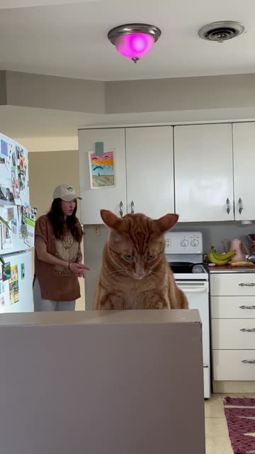 Cat Is Overstimulated By Crash Out Drama