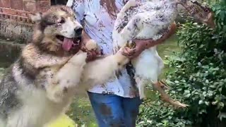 Alaskan Malamute and a Goose go to war !