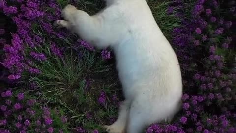 🧠✨ Polar Bear Sleeping Among Fireweed Fields in the Arctic! | FeedMyCuriosity