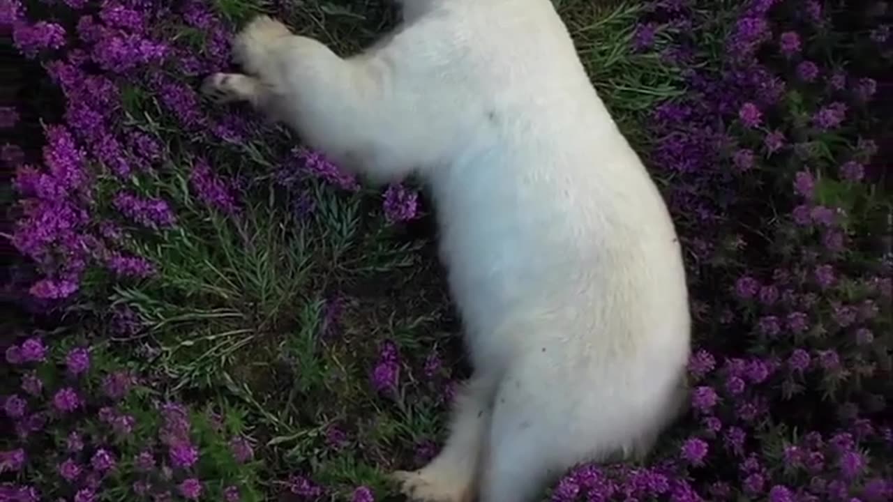 🧠✨ Polar Bear Sleeping Among Fireweed Fields in the Arctic! | FeedMyCuriosity