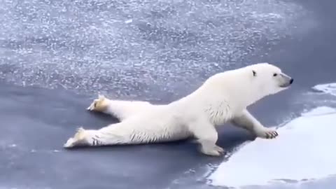 How To Cross Thin Ice 101, From A Polar Bear