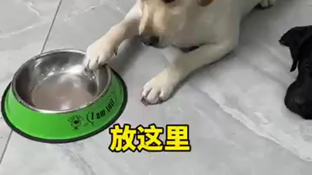 It's so hard for a dog to eat dumplings during the Chinese New Year.