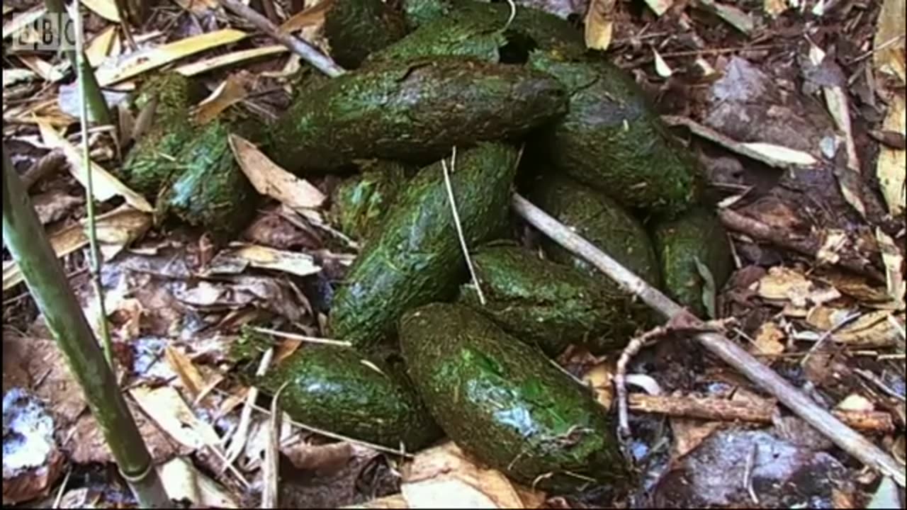 ‎Panda Bear Marks Territory | Bears | BBC Earth