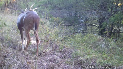 Put corn on an old logging road