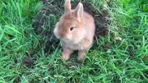 bunny & turtle 🐢 friendship 💖