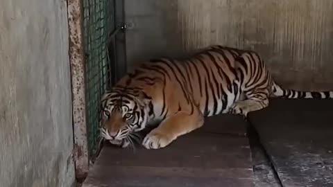 Tiger roar