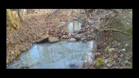 ViralNatureCam- Live Stream