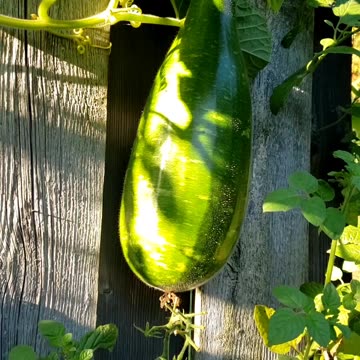 Growing stages, different kinds of Veggies #vegetablegarden