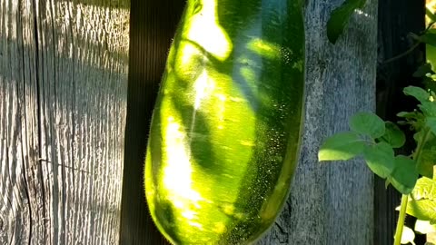 Growing stages, different kinds of Veggies #vegetablegarden