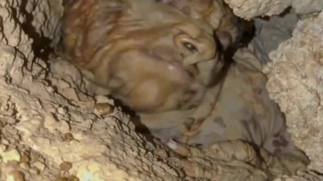 "Creepy Creature Found in Cave"