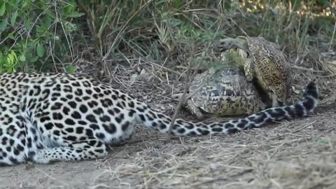 Leopard trying to hunt…