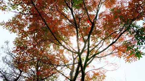 Calm Waves – Ocean Lofi for Relaxation