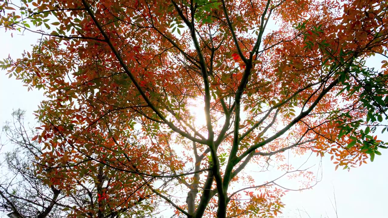 Calm Waves – Ocean Lofi for Relaxation