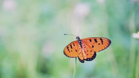 So Beautiful Butterflies at Flowers | Butterflies at Flowers in Garden #butterfly #butterflies