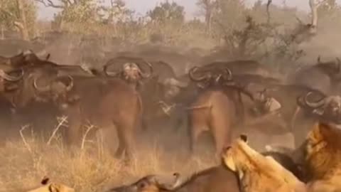 In the Face of Danger Buffaloes Choose to Watch