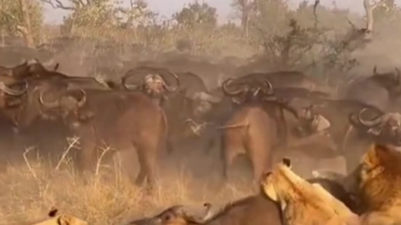 In the Face of Danger Buffaloes Choose to Watch