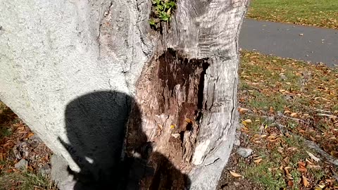 "Last of the Big Trees"