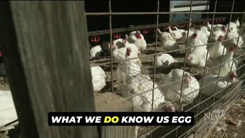 Stoking Fear: How Bird Flu Concerns Are Being Amplified...