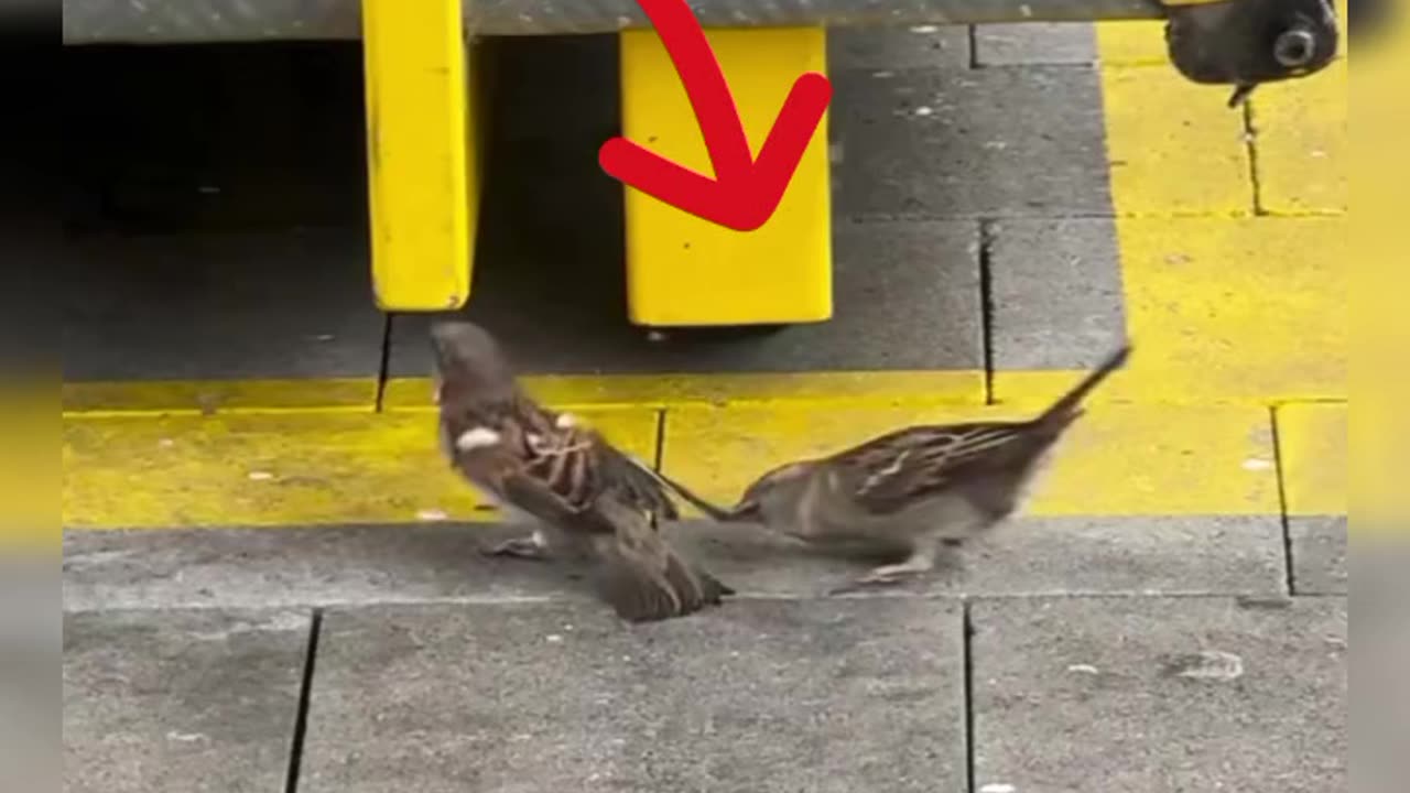 This bird is pulling its friend's hand, until it can't walk 😁 #shorts #uniquefacts