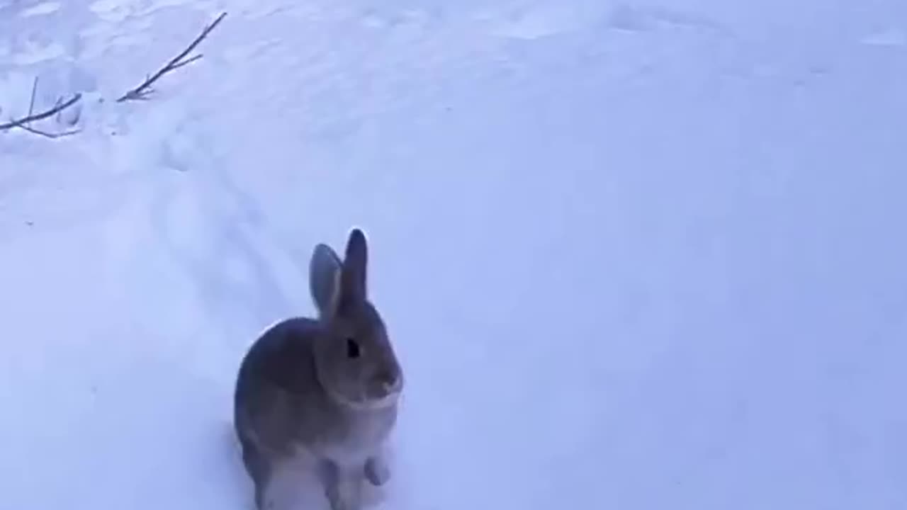 Bunny making trail 😍🤣