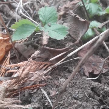 Strawberries in February