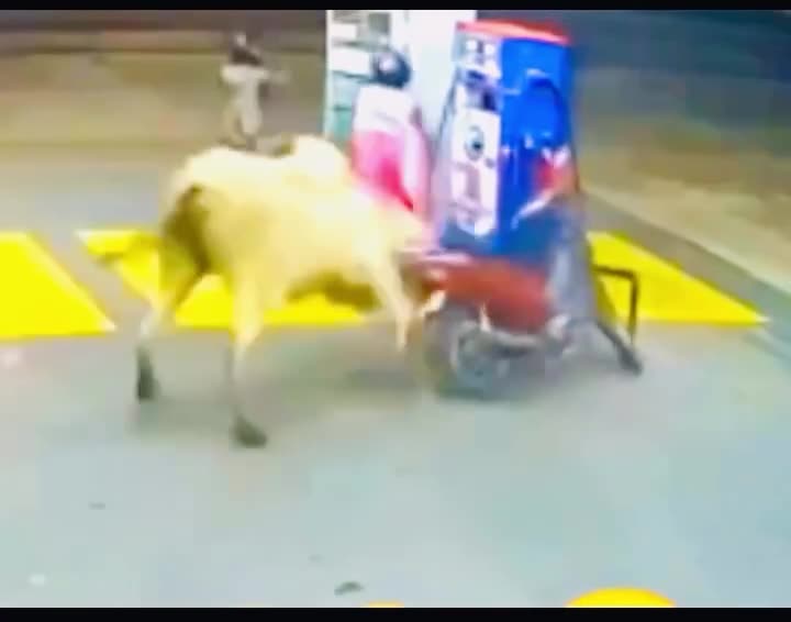 THIS ANIMAL IS PISSED at these two #funny #foryou #followme #viralfails