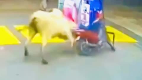 THIS ANIMAL IS PISSED at these two #funny #foryou #followme #viralfails