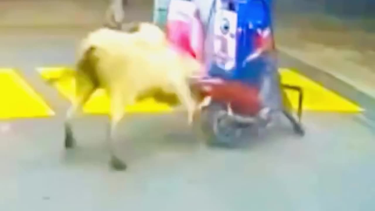 THIS ANIMAL IS PISSED at these two #funny #foryou #followme #viralfails