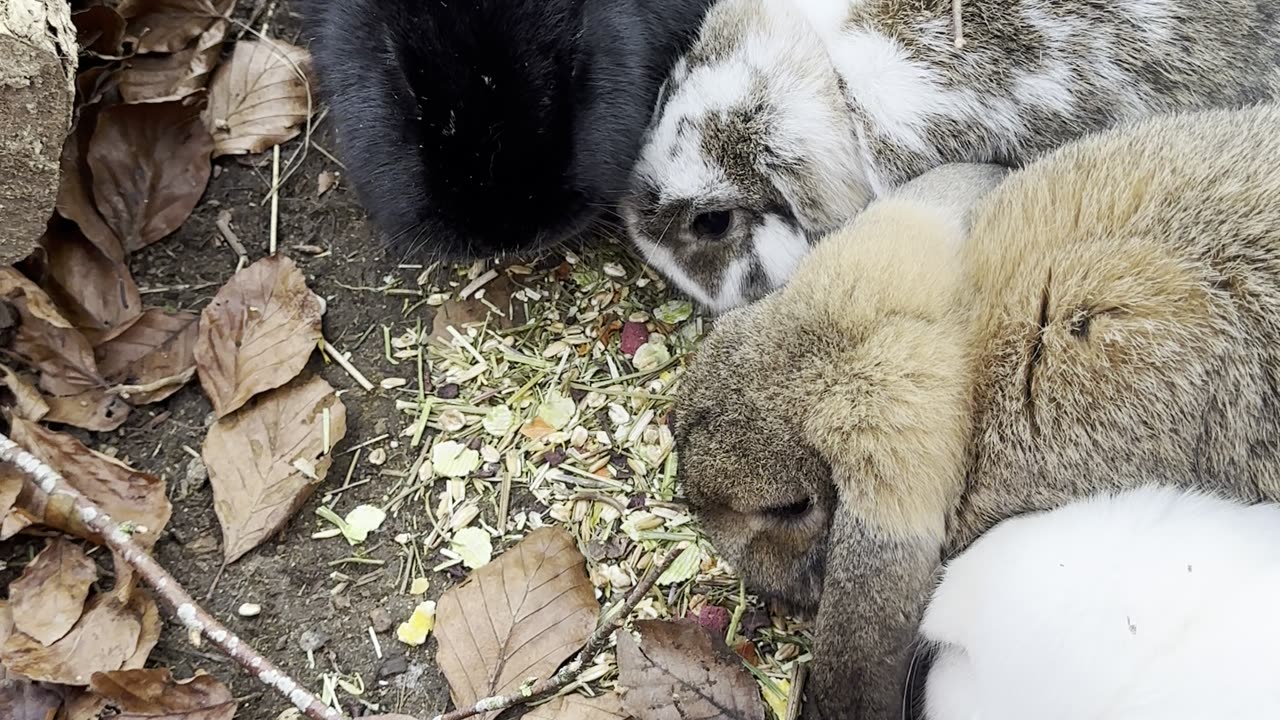 Bunny Snack Time (3 Rabbits Eating Together)