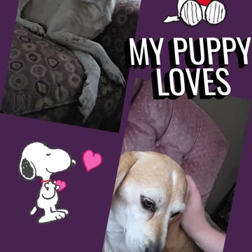 My Puppy Loves