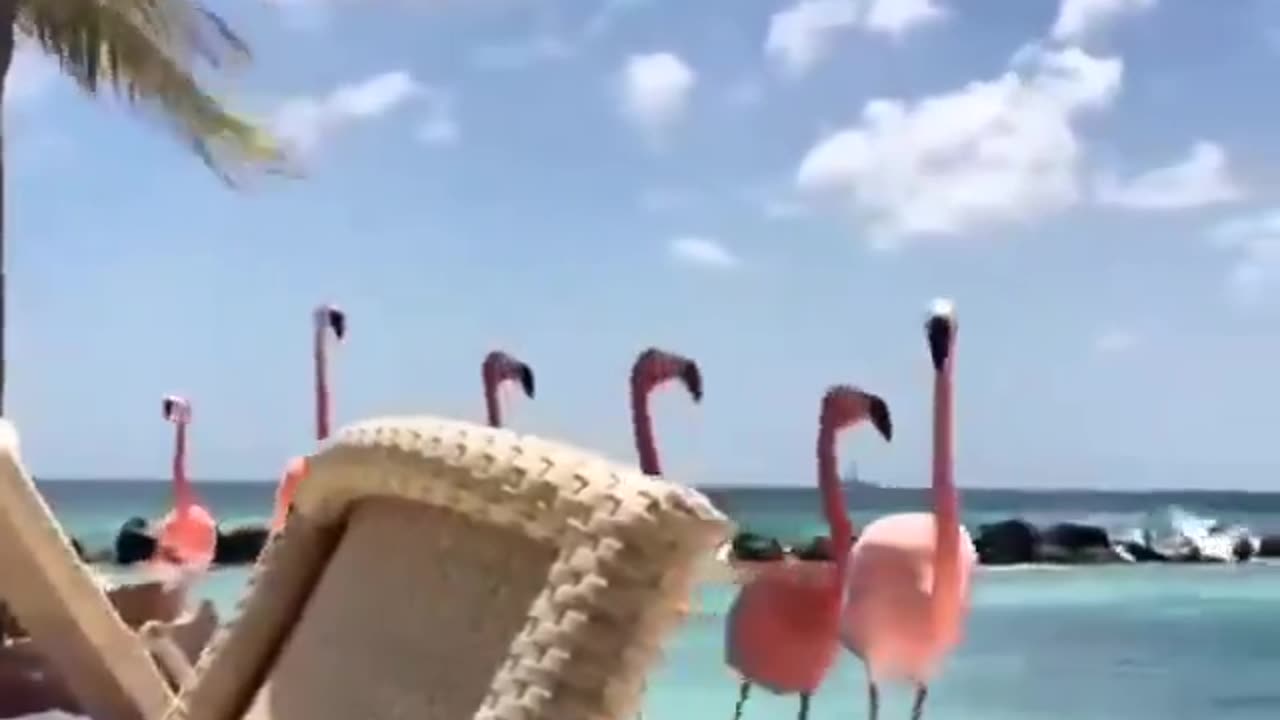Flamingo Beach, Aruba