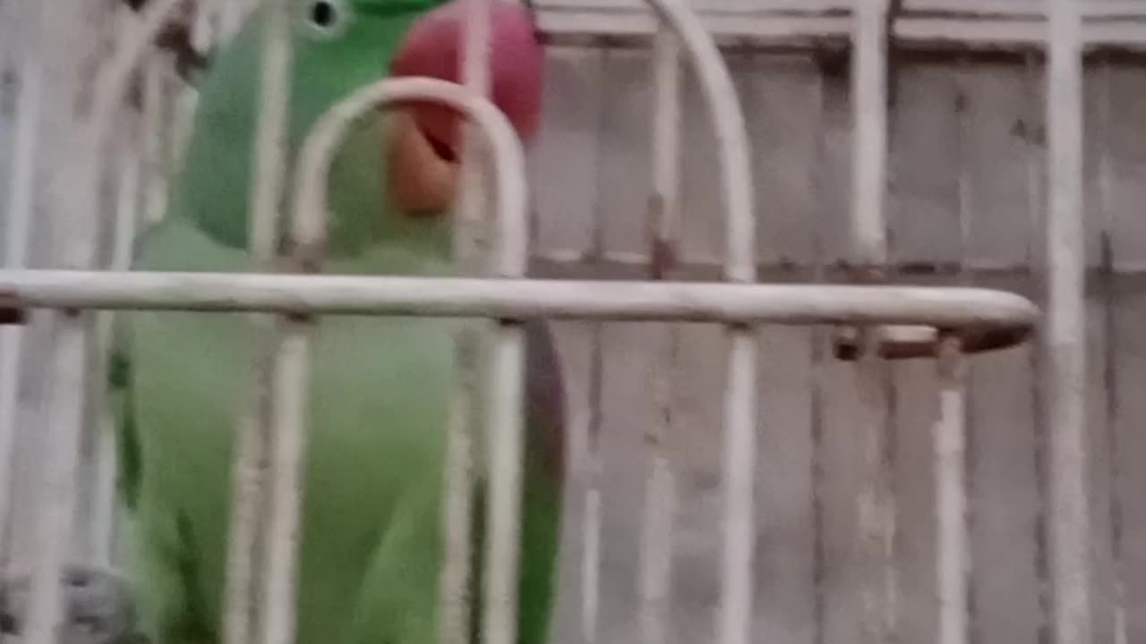 Parrot