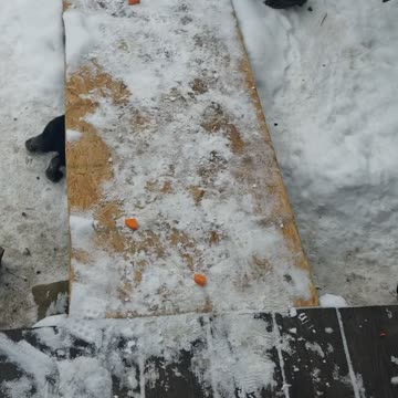 It's sometimes difficult to tell the difference between individual members of the bunny swarm.