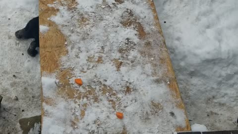 It's sometimes difficult to tell the difference between individual members of the bunny swarm.