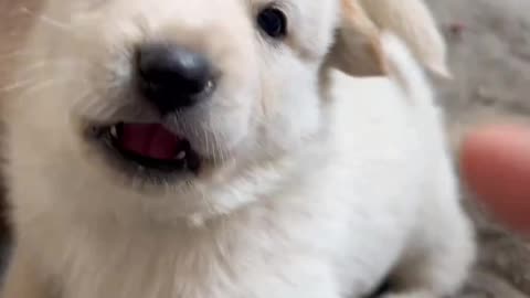 Little Puppies Are So Much Fun, Adorably Mischievous