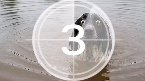 “FUNNY 🐶 DOG PRANK 😂 YOU CAN’T STOP LAUGHING!”